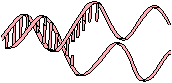 Replicating DNA