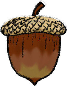Curlie Acorn